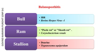 Balanoposthitis
• IBR
• Bovine Herpes Virus -1
Bull
• “Pizzle rot” or "Sheath rot" .
• Corynebacterium renale
Ram
• Dourine
• Trypanosoma equiperdum
Stallion
GOVIND
NARAYAN
PUROHIT
(GNP
Sir)
 
