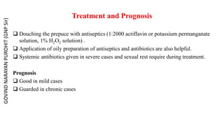 Treatment and Prognosis
 Douching the prepuce with antiseptics (1:2000 acriflavin or potassium permanganate
solution, 1% H2O2 solution) .
 Application of oily preparation of antiseptics and antibiotics are also helpful.
 Systemic antibiotics given in severe cases and sexual rest require during treatment.
Prognosis
 Good in mild cases
 Guarded in chronic cases
GOVIND
NARAYAN
PUROHIT
(GNP
Sir)
 