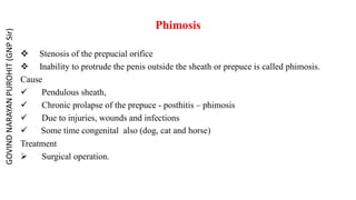 Phimosis
 Stenosis of the prepucial orifice
 Inability to protrude the penis outside the sheath or prepuce is called phimosis.
Cause
 Pendulous sheath,
 Chronic prolapse of the prepuce - posthitis – phimosis
 Due to injuries, wounds and infections
 Some time congenital also (dog, cat and horse)
Treatment
 Surgical operation.
GOVIND
NARAYAN
PUROHIT
(GNP
Sir)
 