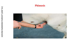 Phimosis
GOVIND
NARAYAN
PUROHIT
(GNP
Sir)
 