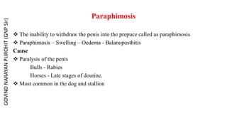 Paraphimosis
 The inability to withdraw the penis into the prepuce called as paraphimosis
 Paraphimosis – Swelling – Oedema - Balanoposthitis
Cause
 Paralysis of the penis
Bulls - Rabies
Horses - Late stages of dourine.
 Most common in the dog and stallion
GOVIND
NARAYAN
PUROHIT
(GNP
Sir)
 