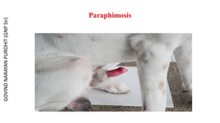 Paraphimosis
GOVIND
NARAYAN
PUROHIT
(GNP
Sir)
 