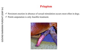 Priapism
 Persistent erection in absence of sexual stimulation occurs most often in dogs.
 Penile amputation is only feasible treatment.
GOVIND
NARAYAN
PUROHIT
(GNP
Sir)
 