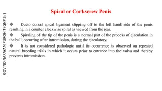 Spiral or Corkscrew Penis
 Dueto dorsal apical ligament slipping off to the left hand side of the penis
resulting in a counter clockwise spiral as viewed from the rear.
 Spiraling of the tip of the penis is a normal part of the process of ejaculation in
the bull, occurring after intromission, during the ejaculatory.
 It is not considered pathologic until its occurrence is observed on repeated
natural breeding trials in which it occurs prior to entrance into the vulva and thereby
prevents intromission.
GOVIND
NARAYAN
PUROHIT
(GNP
Sir)
 