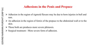 Adhesions in the Penis and Prepuce
 Adhesion in the region of sigmoid flexure may be due to horn injuries in bull and
ram.
 An adhesion in the region of fornix of the prepuce to the abdominal wall or to the
skin.
 Those both are produces more severe phimosis.
 Surgical treatment - More severe form of adhesion.
GOVIND
NARAYAN
PUROHIT
(GNP
Sir)
 