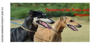 Tumors of the Penis and
Prepuce
GOVIND
NARAYAN
PUROHIT
(GNP
Sir)
 