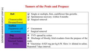 Tumors of the Penis and Prepuce
Bull
(Transmissible
fibropapilloma)
 Single or multiple, firm, cauliflower like growths
 Spontaneous recovery -within 4 months
 Surgical removal
Stallion
(Squamous cell
carcinoma)
 Uncommon
 Surgical removal
Dog
(Transmissible
Venereal Tumor,
TVT)
 TVT- spread by coitus
 Discharge of bloody, fetid exudates from the prepuce of the
male.
 Vincristine -0.025 mg per kg b.W. Slow i/v diluted in saline.
Repeated 7 days interval.
GOVIND
NARAYAN
PUROHIT
(GNP
Sir)
 