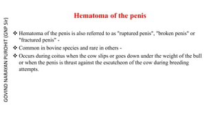 Hematoma of the penis
 Hematoma of the penis is also referred to as "ruptured penis", "broken penis" or
"fractured penis" -
 Common in bovine species and rare in others -
 Occurs during coitus when the cow slips or goes down under the weight of the bull
or when the penis is thrust against the escutcheon of the cow during breeding
attempts.
GOVIND
NARAYAN
PUROHIT
(GNP
Sir)
 