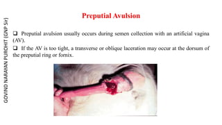 Preputial Avulsion
 Preputial avulsion usually occurs during semen collection with an artificial vagina
(AV).
 If the AV is too tight, a transverse or oblique laceration may occur at the dorsum of
the preputial ring or fornix.
GOVIND
NARAYAN
PUROHIT
(GNP
Sir)
 