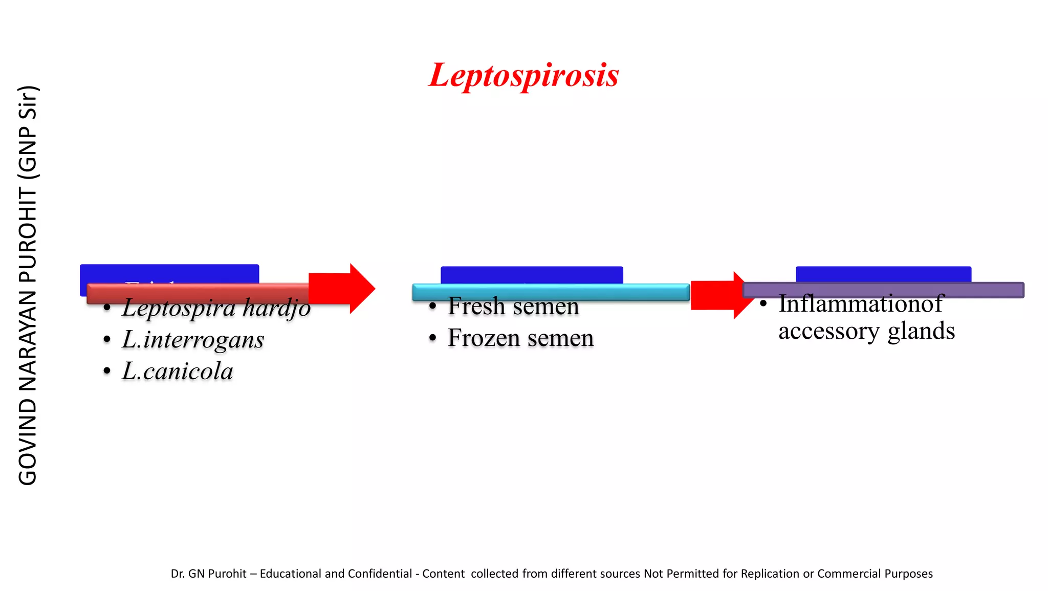 Leptospirosis
Etiology
• Leptospira hardjo
• L.interrogans
• L.canicola
Spread
• Fresh semen
• Frozen semen
Lesion
• Inflammationof
accessory glands
GOVIND
NARAYAN
PUROHIT
(GNP
Sir)
Dr. GN Purohit – Educational and Confidential - Content collected from different sources Not Permitted for Replication or Commercial Purposes
 