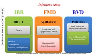 Infectious cause
BHV -1
Semen
Orchitis
Azoospermia
Pustular balanoposthitis
Aphthovirus
Both semen and
cryopreserved semen
Sperm motility
Sperm abnormality
Pesti virus
Both semen and
cryopreserved semen
May or May not affect
the sperm quality
IBR BVD
FMD
GOVIND
NARAYAN
PUROHIT
(GNP
Sir)
Dr. GN Purohit – Educational and Confidential - Content collected from different sources Not Permitted for Replication or Commercial Purposes
 