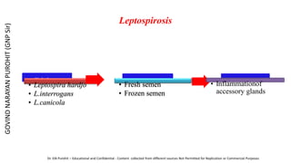Leptospirosis
Etiology
• Leptospira hardjo
• L.interrogans
• L.canicola
Spread
• Fresh semen
• Frozen semen
Lesion
• Inflammationof
accessory glands
GOVIND
NARAYAN
PUROHIT
(GNP
Sir)
Dr. GN Purohit – Educational and Confidential - Content collected from different sources Not Permitted for Replication or Commercial Purposes
 