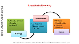 Brucellosis(Zoonotic)
• Brucella abortus
• Brucella
melitensis
Etiology
• AI high risk
• Natural mating
low risk
Transmission
• Orchitis
• Epididymitis
• Seminal
vesiculitis
Lesion
GOVIND
NARAYAN
PUROHIT
(GNP
Sir)
Dr. GN Purohit – Educational and Confidential - Content collected from different sources Not Permitted for Replication or Commercial Purposes
 