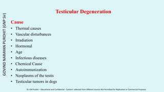Testicular Degeneration
Cause
• Thermal causes
• Vascular disturbances
• Irradiation
• Hormonal
• Age
• Infectious diseases
• Chemical Cause
• Autoimmunization
• Neoplasms of the testis
• Testicular tumors in dogs
GOVIND
NARAYAN
PUROHIT
(GNP
Sir)
Dr. GN Purohit – Educational and Confidential - Content collected from different sources Not Permitted for Replication or Commercial Purposes
 