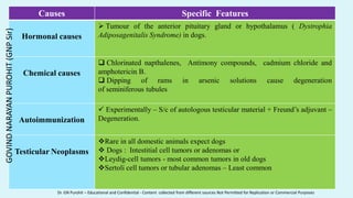 Causes Specific Features
Hormonal causes
 Tumour of the anterior pituitary gland or hypothalamus ( Dystrophia
Adiposagenitalis Syndrome) in dogs.
Chemical causes
 Chlorinated napthalenes, Antimony compounds, cadmium chloride and
amphotericin B.
 Dipping of rams in arsenic solutions cause degeneration
of seminiferous tubules
Autoimmunization
 Experimentally – S/c of autologous testicular material + Freund’s adjuvant –
Degeneration.
Testicular Neoplasms
Rare in all domestic animals expect dogs
 Dogs : Intestitial cell tumors or adenomas or
Leydig-cell tumors - most common tumors in old dogs
Sertoli cell tumors or tubular adenomas – Least common
GOVIND
NARAYAN
PUROHIT
(GNP
Sir)
Dr. GN Purohit – Educational and Confidential - Content collected from different sources Not Permitted for Replication or Commercial Purposes
 