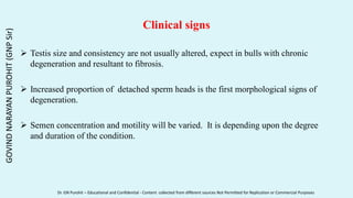 Clinical signs
 Testis size and consistency are not usually altered, expect in bulls with chronic
degeneration and resultant to fibrosis.
 Increased proportion of detached sperm heads is the first morphological signs of
degeneration.
 Semen concentration and motility will be varied. It is depending upon the degree
and duration of the condition.
GOVIND
NARAYAN
PUROHIT
(GNP
Sir)
Dr. GN Purohit – Educational and Confidential - Content collected from different sources Not Permitted for Replication or Commercial Purposes
 