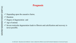 Prognosis
 Depending upon the causative factor,
 Duration
 Degree of degeneration and
 Age of animal.
 Severe testicular degeneration leads to fibrosis and calcification and recovery is
never possible.
GOVIND
NARAYAN
PUROHIT
(GNP
Sir)
Dr. GN Purohit – Educational and Confidential - Content collected from different sources Not Permitted for Replication or Commercial Purposes
 