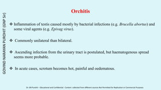 Orchitis
 Inflammation of testis caused mostly by bacterial infections (e.g. Brucella abortus) and
some viral agents (e.g. Epivag virus).
 Commonly unilateral than bilateral.
 Ascending infection from the urinary tract is postulated, but haematogenous spread
seems more probable.
 In acute cases, scrotum becomes hot, painful and oedematous.
GOVIND
NARAYAN
PUROHIT
(GNP
Sir)
Dr. GN Purohit – Educational and Confidential - Content collected from different sources Not Permitted for Replication or Commercial Purposes
 