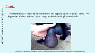 Conti..
• Treatment includes dressing with antiseptics and application of ice packs. Sexual rest
is given to affected animals. Broad range antibiotics with glucocorticoids.
GOVIND
NARAYAN
PUROHIT
(GNP
Sir)
Dr. GN Purohit – Educational and Confidential - Content collected from different sources Not Permitted for Replication or Commercial Purposes
 