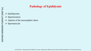 Pathology of Epididymis
 Epididymitis
 Spermiostasis
 Aplasia of the mesonephric ducts
 Spermatocele
GOVIND
NARAYAN
PUROHIT
(GNP
Sir)
Dr. GN Purohit – Educational and Confidential - Content collected from different sources Not Permitted for Replication or Commercial Purposes
 