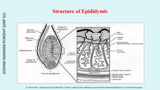 Structure of Epididymis
GOVIND
NARAYAN
PUROHIT
(GNP
Sir)
Dr. GN Purohit – Educational and Confidential - Content collected from different sources Not Permitted for Replication or Commercial Purposes
 