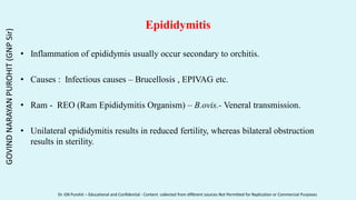 Epididymitis
• Inflammation of epididymis usually occur secondary to orchitis.
• Causes : Infectious causes – Brucellosis , EPIVAG etc.
• Ram - REO (Ram Epididymitis Organism) – B.ovis.- Veneral transmission.
• Unilateral epididymitis results in reduced fertility, whereas bilateral obstruction
results in sterility.
GOVIND
NARAYAN
PUROHIT
(GNP
Sir)
Dr. GN Purohit – Educational and Confidential - Content collected from different sources Not Permitted for Replication or Commercial Purposes
 
