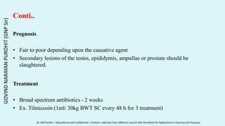 Conti..
Prognosis
• Fair to poor depending upon the causative agent
• Secondary lesions of the testes, epididymis, ampullae or prostate should be
slaughtered.
Treatment
• Broad spectrum antibiotics - 2 weeks
• Ex. Tilmicosin (1ml/ 30kg BWT SC every 48 h for 3 treatment)
GOVIND
NARAYAN
PUROHIT
(GNP
Sir)
Dr. GN Purohit – Educational and Confidential - Content collected from different sources Not Permitted for Replication or Commercial Purposes
 