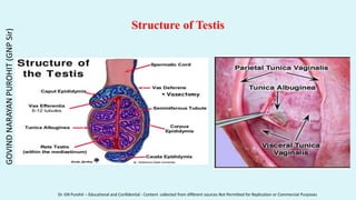 Structure of Testis
GOVIND
NARAYAN
PUROHIT
(GNP
Sir)
Dr. GN Purohit – Educational and Confidential - Content collected from different sources Not Permitted for Replication or Commercial Purposes
 