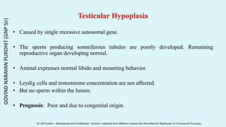 Testicular Hypoplasia
• Caused by single recessive autosomal gene.
• The sperm producing somniferous tubules are poorly developed. Remaining
reproductive organ developing normal.
• Animal expresses normal libido and mounting behavior.
• Leydig cells and testosterone concentration are not affected.
• But no sperm within the lumen.
• Prognosis: Poor and due to congenital origin.
GOVIND
NARAYAN
PUROHIT
(GNP
Sir)
Dr. GN Purohit – Educational and Confidential - Content collected from different sources Not Permitted for Replication or Commercial Purposes
 