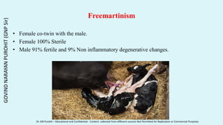 Freemartinism
• Female co-twin with the male.
• Female 100% Sterile
• Male 91% fertile and 9% Non inflammatory degenerative changes.
GOVIND
NARAYAN
PUROHIT
(GNP
Sir)
Dr. GN Purohit – Educational and Confidential - Content collected from different sources Not Permitted for Replication or Commercial Purposes
 