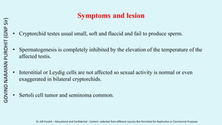 Symptoms and lesion
• Cryptorchid testes usual small, soft and flaccid and fail to produce sperm.
• Spermatogenesis is completely inhibited by the elevation of the temperature of the
affected testis.
• Interstitial or Leydig cells are not affected so sexual activity is normal or even
exaggerated in bilateral cryptorchids.
• Sertoli cell tumor and seminoma common.
GOVIND
NARAYAN
PUROHIT
(GNP
Sir)
Dr. GN Purohit – Educational and Confidential - Content collected from different sources Not Permitted for Replication or Commercial Purposes
 