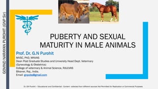 PUBERTY AND SEXUAL
MATURITY IN MALE ANIMALS
Prof. Dr. G.N Purohit
MVSC, PhD, MNVAS
Dean Post Graduate Studies and University Head Dept. Veterinary
(Gynecology & Obstetrics)
College of veterinary & Animal Science, RAJUVAS
Bikaner, Raj., India.
Email: gnpobs@gmail.com
GOVINDNARAYANPUROHIT(GNPSir)
Dr. GN Purohit – Educational and Confidential - Content collected from different sources Not Permitted for Replication or Commercial Purposes
 