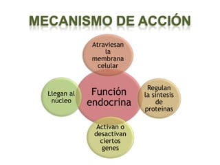 MECANISMO DE ACCIÓN
               Atraviesan
                   la
               membrana
                 celular


                             Regulan
  Llegan al    Función      la síntesis
   núcleo     endocrina         de
                            proteínas

                Activan o
               desactivan
                 ciertos
                  genes
 