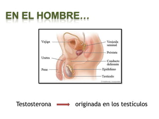 EN EL HOMBRE…




 Testosterona   originada en los testículos
 