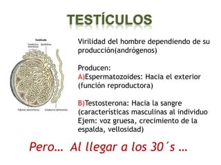 TESTÍCULOS
        Virilidad del hombre dependiendo de su
        producción(andrógenos)

        Producen:
        A)Espermatozoides: Hacia el exterior
        (función reproductora)

        B)Testosterona: Hacia la sangre
        (características masculinas al individuo
        Ejem: voz gruesa, crecimiento de la
        espalda, vellosidad)

Pero… Al llegar a los 30´s …
 