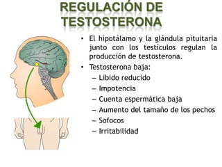 REGULACIÓN DE
TESTOSTERONA
  • El hipotálamo y la glándula pituitaria
    junto con los testículos regulan la
    producción de testosterona.
  • Testosterona baja:
     – Libido reducido
     – Impotencia
     – Cuenta espermática baja
     – Aumento del tamaño de los pechos
     – Sofocos
     – Irritabilidad
 