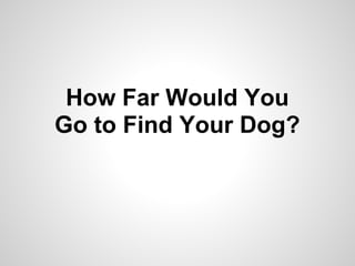 How Far Would You
Go to Find Your Dog?
 