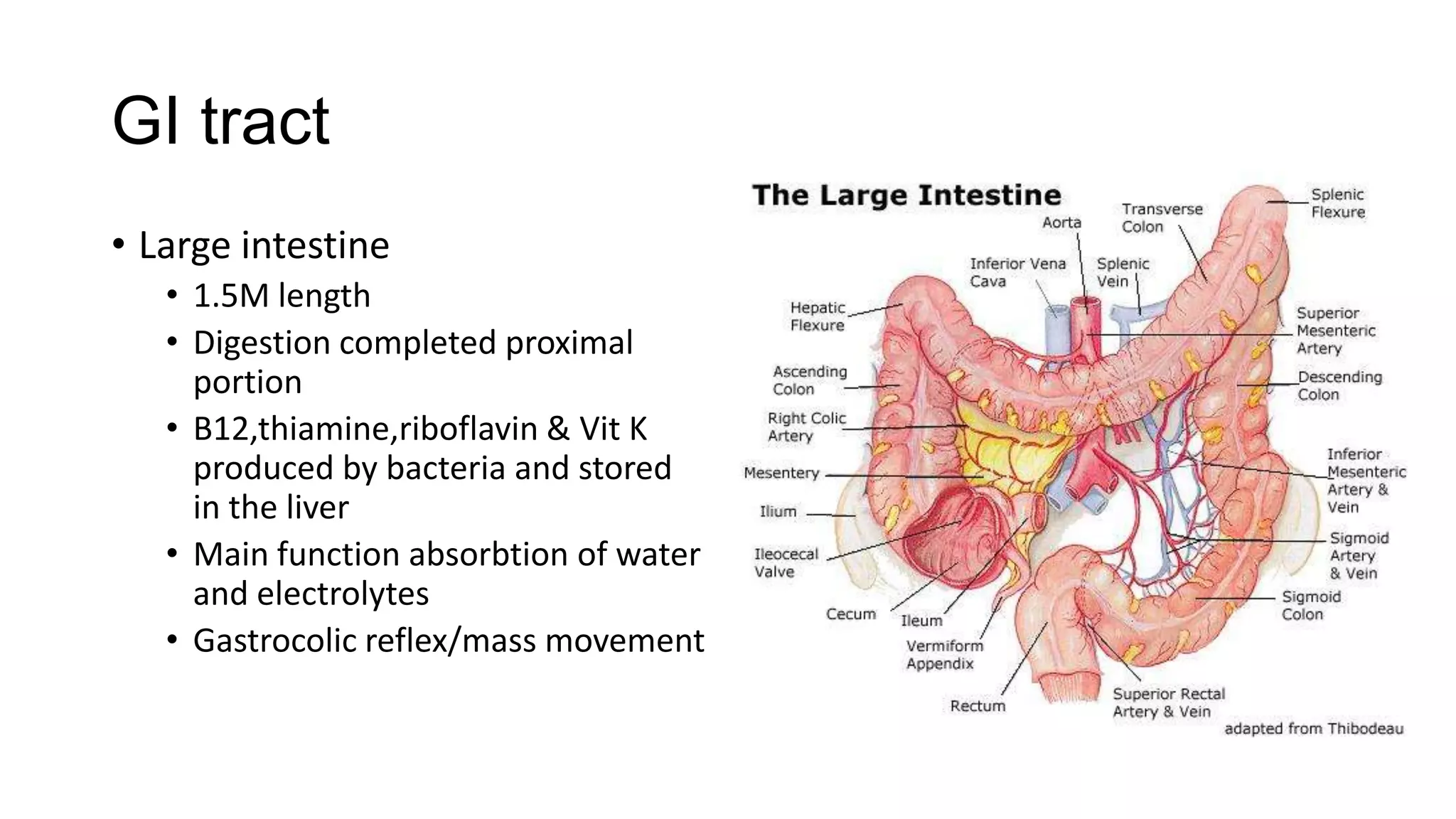 Clinical examination of the gi tract and abdomen [recovered] [recovered ...