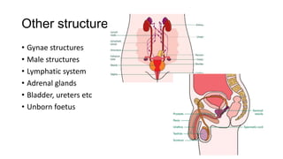 Clinical examination of the gi tract and abdomen [recovered] [recovered ...