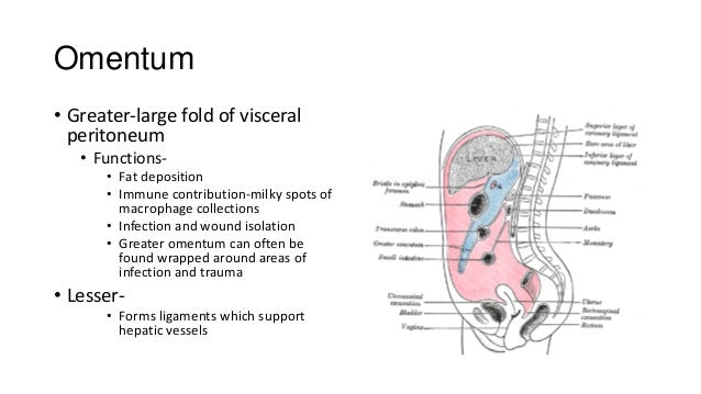 Clinical examination of the gi tract and abdomen ...
