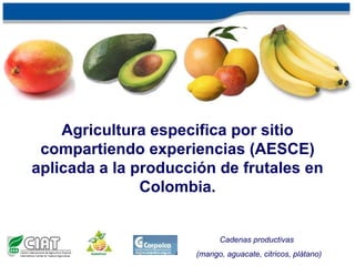 Agricultura especifica por sitio compartiendo experiencias (AESCE) aplicada a la producción de frutales en Colombia. Cadenas productivas  (mango,   aguacate, citricos, plátano) 