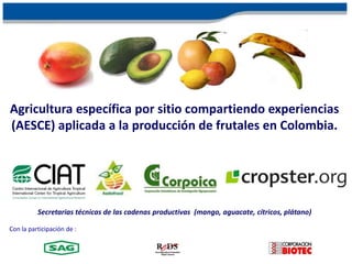 Agricultura específica por sitio compartiendo experiencias (AESCE) aplicada a la producción de frutales en Colombia. Secretarias técnicas de las cadenas productivas  (mango,aguacate, cítricos, plátano) Con la participación de : 