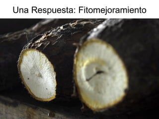 Andy  J    Cambio Climático En Agricultura  A C O D A L  Julio 2009