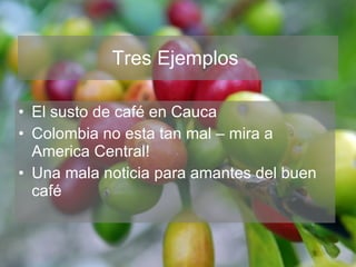 Andy J   Cambio ClimáTico En Cafetales Pereira Julio 2009