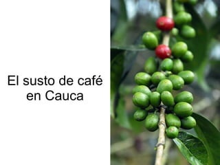 Andy J   Cambio ClimáTico En Cafetales Pereira Julio 2009