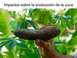 Andy  J    Cambio Climático En Los  Andes  C O N I D A  Septiembre 2009