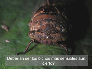 Andy Jarvis Cambio ClimáTico Y Plagas En Colombia
