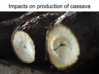 Andy J   Climate Change And Cassava In Latin America July 2009