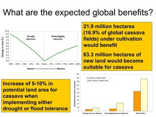 Andy J   Climate Change And Cassava In Latin America July 2009