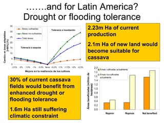 Andy J   Climate Change And Cassava In Latin America July 2009